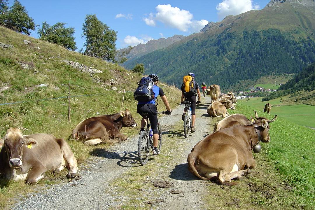 Die Kühe sind satt wir auch 