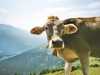 03 350px 03 1000px IMG 0028